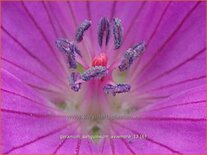 Geranium sanguineum 'Aviemore'