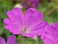 Geranium sanguineum 'Aviemore'