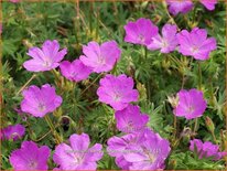 Geranium sanguineum 'Aviemore'