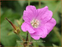 Geranium oxonianum 'Claridge Druce'