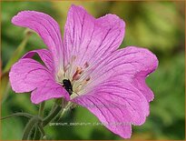 Geranium oxonianum 'Claridge Druce'