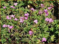 Geranium oxonianum 'Claridge Druce'