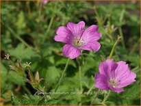 Geranium oxonianum 'Claridge Druce'