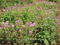 Geranium oxonianum 'Claridge Druce'
