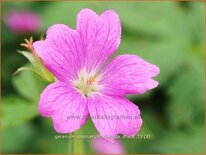 Geranium oxonianum 'Claridge Druce'