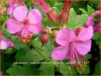 Geranium macrorrhizum 'Bevan's Variety'