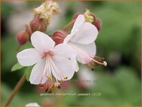 Geranium macrorrhizum 'Spessart'
