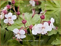 Geranium macrorrhizum 'Spessart'
