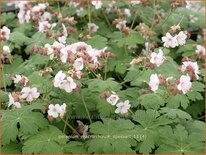 Geranium macrorrhizum 'Spessart'