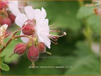 Geranium macrorrhizum 'Spessart'