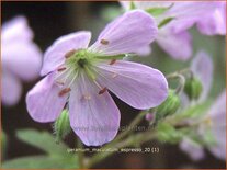Geranium maculatum 'Espresso'