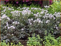 Geranium maculatum 'Espresso'