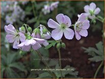 Geranium maculatum 'Espresso'