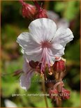Geranium cantabrigiense 'Harz'