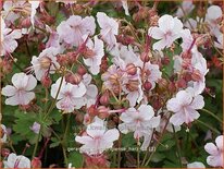Geranium cantabrigiense 'Harz'