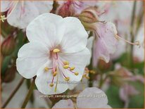 Geranium cantabrigiense 'Saint Ola'