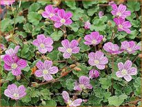 Erodium variabile 'Bishop's Form'
