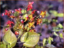Epimedium warleyense 'Ellen Willmott'