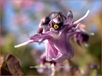 Epimedium grandiflorum 'Lilafee'