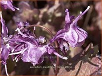 Epimedium grandiflorum 'Lilafee'