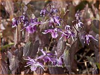 Epimedium grandiflorum 'Lilafee'