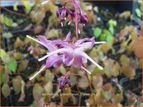 Epimedium grandiflorum 'Lilafee'