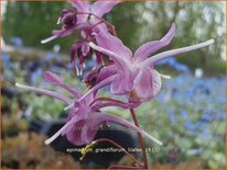 Epimedium grandiflorum 'Lilafee'