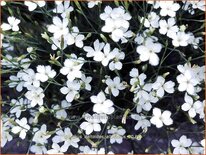 Dianthus deltoides 'Albiflorus'