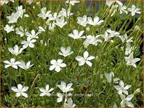 Dianthus deltoides 'Albiflorus'