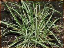 Carex ornithopoda 'Variegata'