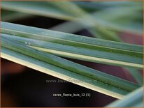Carex flacca 'Buis'