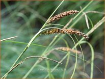 Carex flacca 'Buis'