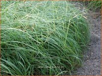 Carex flacca 'Buis'