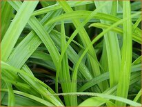 Carex morrowii 'Irish Green'