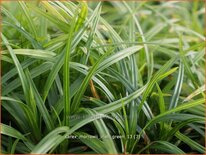 Carex morrowii 'Irish Green'