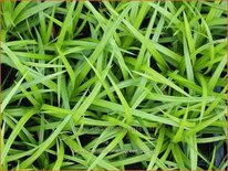Carex morrowii 'Irish Green'