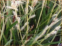 Carex morrowii 'Irish Green'