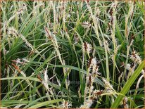Carex morrowii 'Irish Green'