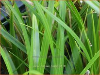 Carex morrowii 'Mosten'