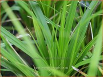 Carex morrowii 'Mosten'