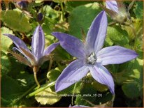 Campanula poscharskyana 'Stella'