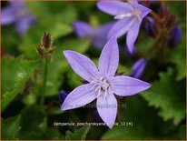 Campanula poscharskyana 'Stella'