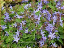 Campanula poscharskyana 'Stella'