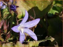 Campanula poscharskyana 'Stella'