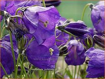 Campanula pulloides 'G.F. Wilson'