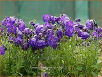 Campanula pulloides 'G.F. Wilson'