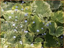 Brunnera macrophylla 'Hadspen Cream'