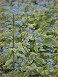 Brunnera macrophylla 'Hadspen Cream'