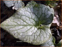 Brunnera macrophylla 'Looking Glass'