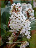 Bergenia 'Bressingham White'